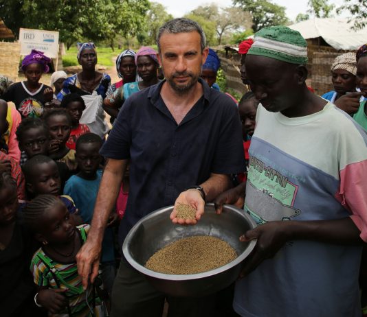 Récolte du mil au Sénégal dans la région de la Casamance - Thierry Barbaut 2020