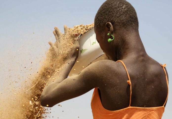 Les femmes dans l'agriculture en Afrique