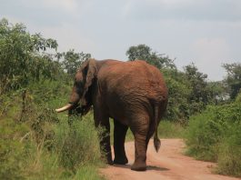 Un éléphant dans la parc de l'Akagera au Rwanda - Crédit photo Thierry Barbaut 2024