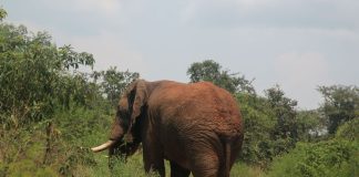 Un éléphant dans la parc de l'Akagera au Rwanda - Crédit photo Thierry Barbaut 2024