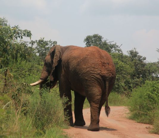 Un éléphant dans la parc de l'Akagera au Rwanda - Crédit photo Thierry Barbaut 2024
