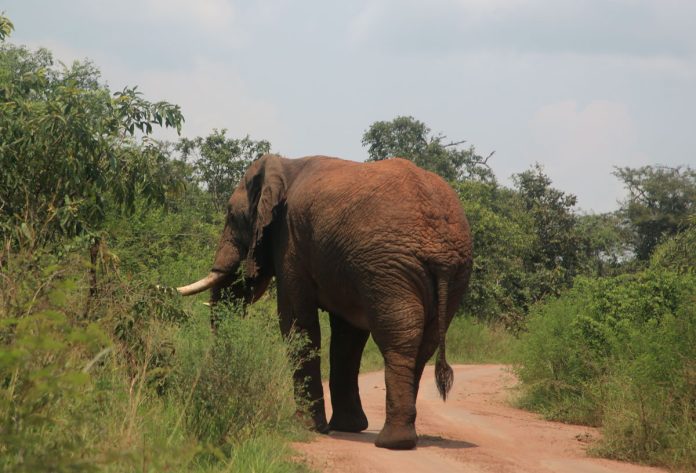 Un éléphant dans la parc de l'Akagera au Rwanda - Crédit photo Thierry Barbaut 2024